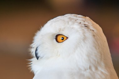 Snowy Owl - Bubo scandiacus clipart