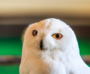 Snowy Owl - Bubo scandiacus clipart