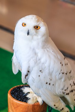 kar baykuşu - bubo scandiacus