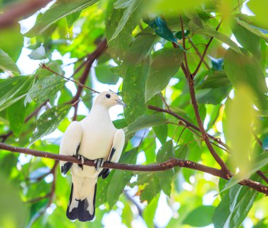 Alaca imparatorluk güvercin ducula bicolor