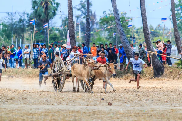 143rd Cow Racing Festival — Stock Photo, Image