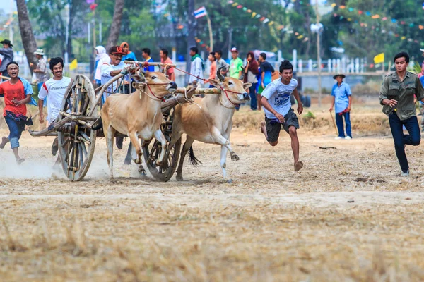 143rd inek Festivali yarış — Stok fotoğraf