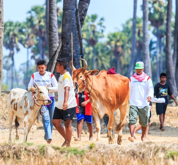 143º Festival de carreras de vacas — Foto de Stock