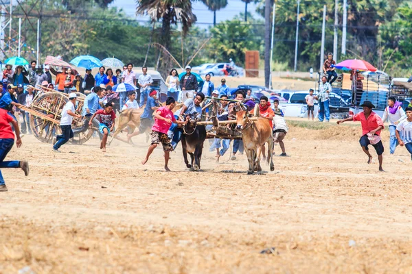 143rd inek Festivali yarış — Stok fotoğraf