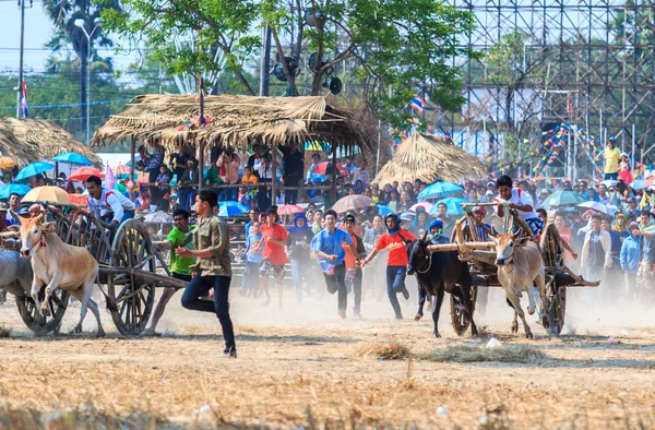 143rd Cow Racing Festival — Stock Photo, Image