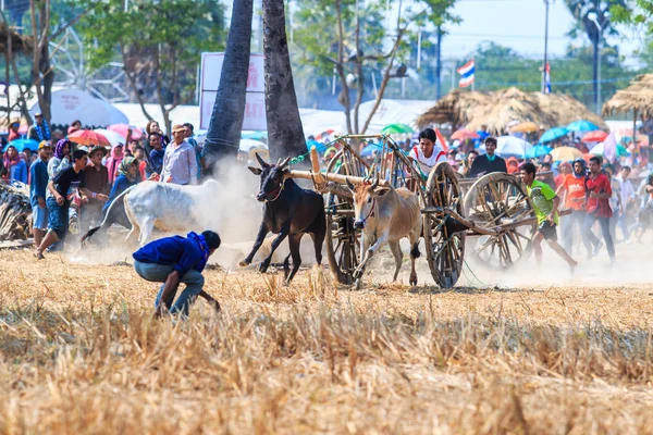 143º Festival de carreras de vacas — Foto de Stock