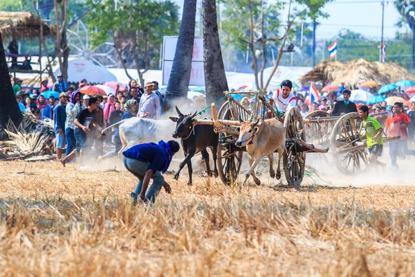 143º Festival de carreras de vacas — Foto de Stock