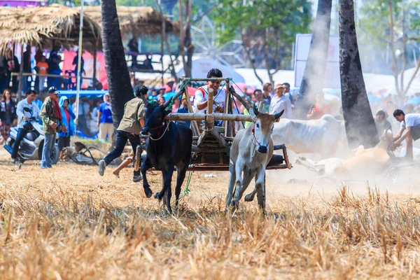 143rd Cow Racing Festival — Stock Photo, Image