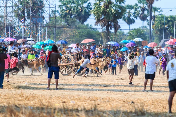 143rd Cow Racing Festival — Stock Photo, Image