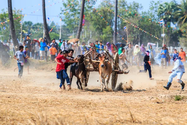 143rd krowa wyścigowa Festiwal — Zdjęcie stockowe