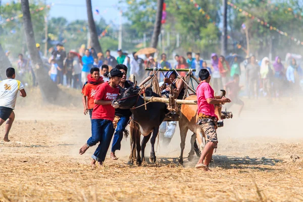 143rd Cow Racing Festival — Stock Photo, Image