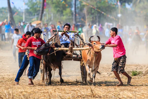 143rd Cow Racing Festival — Stock Photo, Image