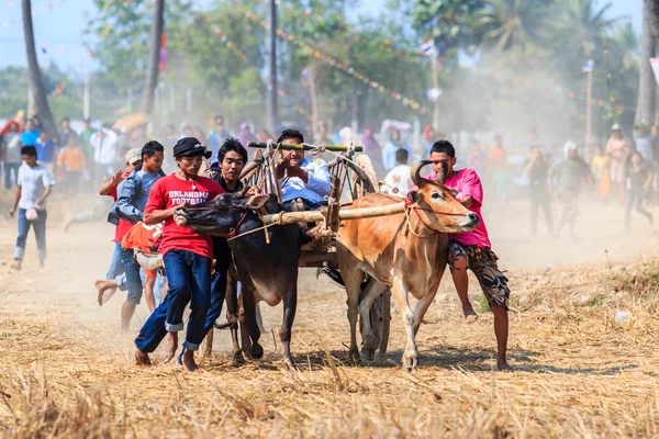 143º Festival de carreras de vacas —  Fotos de Stock