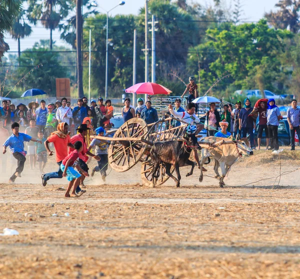 143a edizione del Cow Racing Festival — Foto Stock