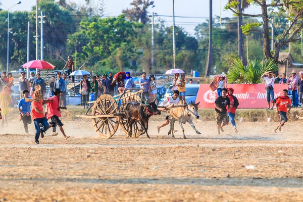 143e Festival des courses de vaches — Photo