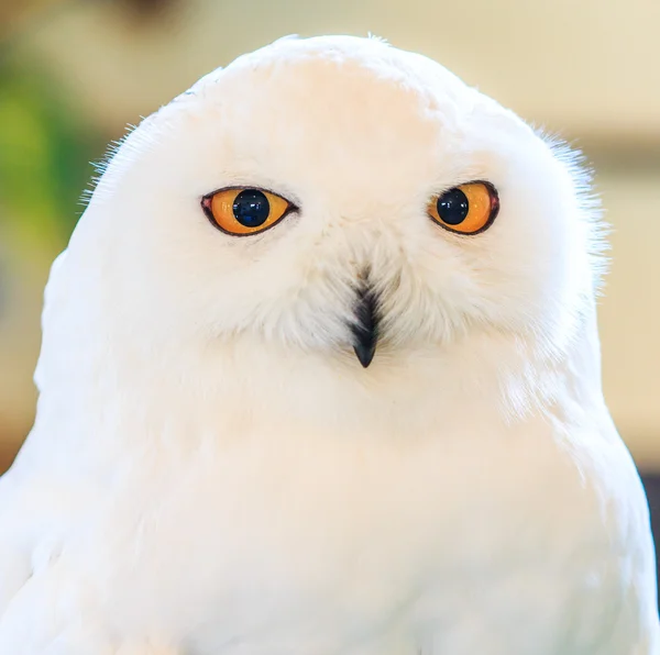 Sněžná sova - bubo scandiacus — Stock fotografie