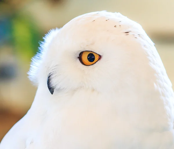 นกฮูกหิมะ Bubo scandiacus — ภาพถ่ายสต็อก