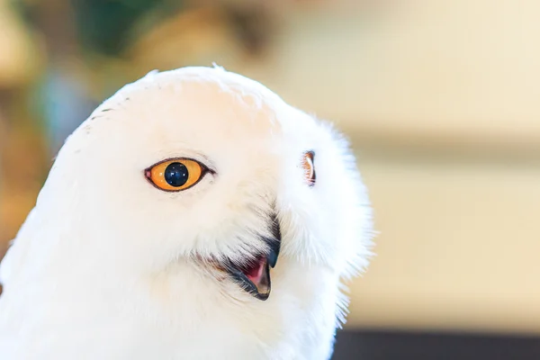 雪白的猫头鹰-腹股沟淋巴结炎 scandiacus — 图库照片