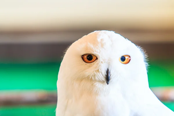 Sněžná sova - bubo scandiacus — Stock fotografie