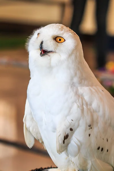 Sněžná sova - bubo scandiacus — Stock fotografie