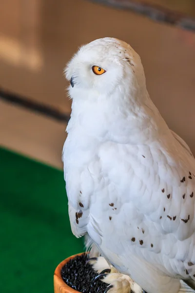 Snowy Owl - Bubo scandiacus — Stock Photo, Image