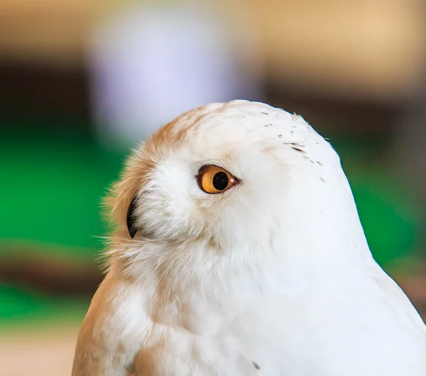 Snowy Owl - Bubo scandiacus Stock Photo