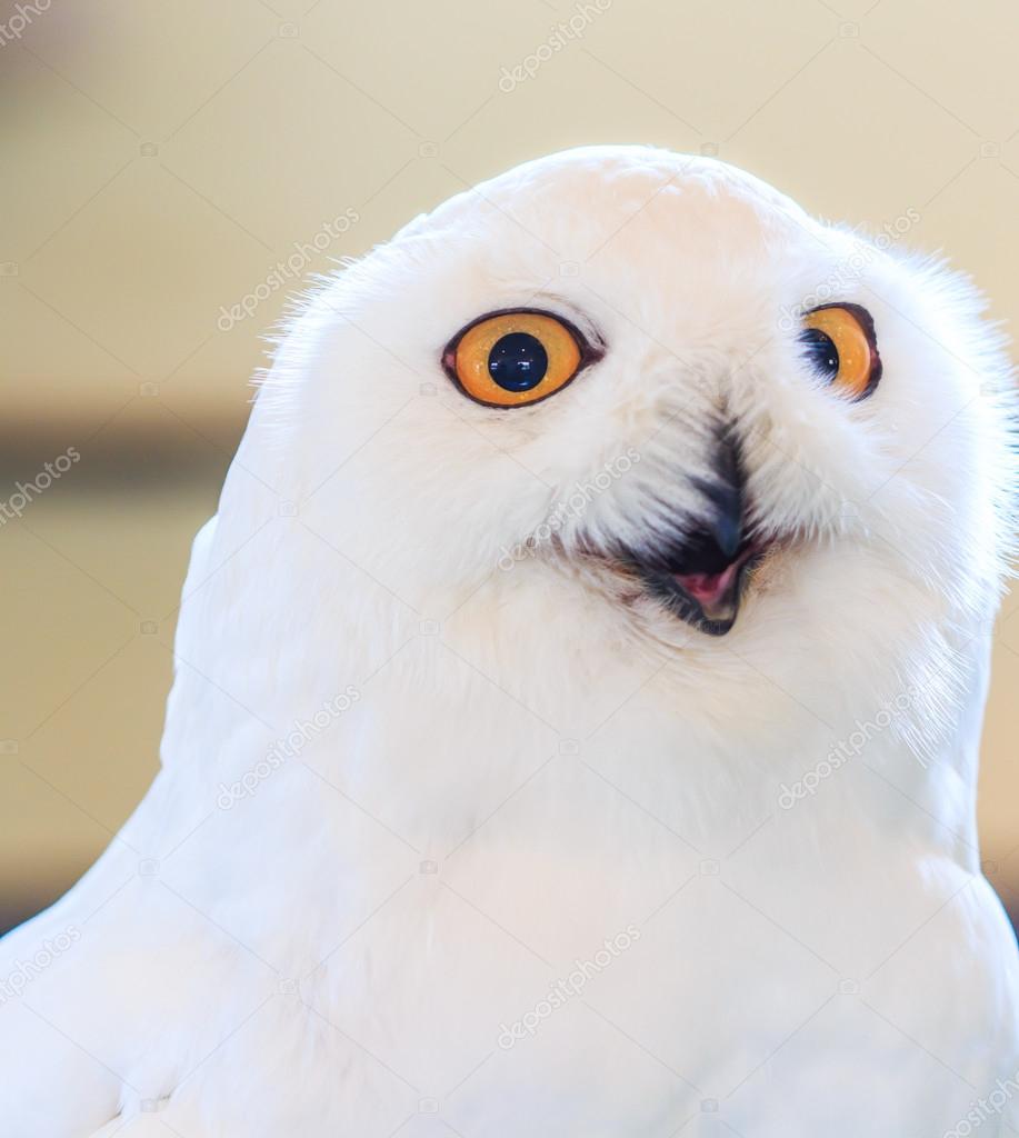 Snowy Owl - Bubo scandiacus