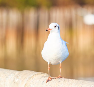 Bir kuş göç martı olduğunu