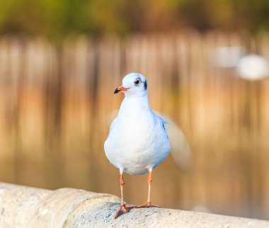 Bir kuş göç martı olduğunu