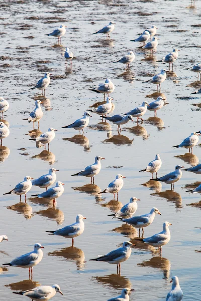 La gaviota es una migración de aves —  Fotos de Stock