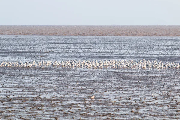 Gaivota é uma migração de aves — Fotografia de Stock