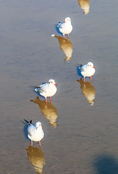 La mouette est une migration d'oiseaux — Photo