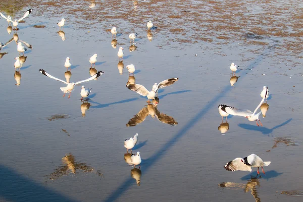 Gaivota é uma migração de aves — Fotografia de Stock