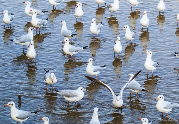 La gaviota es una migración de aves — Foto de Stock