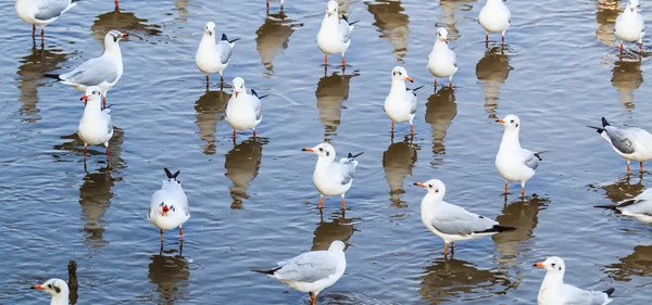 La gaviota es una migración de aves — Foto de Stock