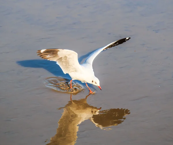 Gaivota é uma migração de aves — Fotografia de Stock