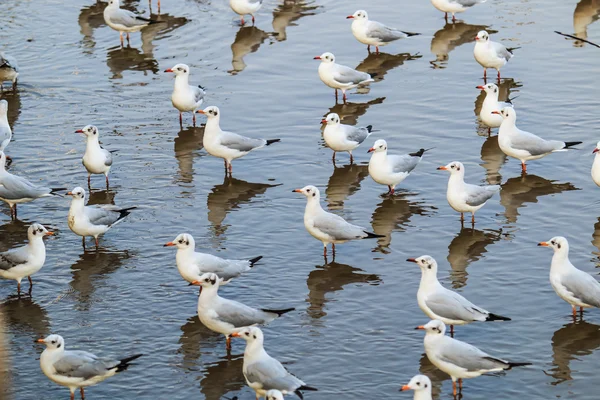 La gaviota es una migración de aves — Foto de Stock