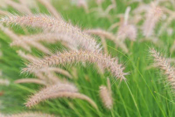 草的芦苇 — 图库照片