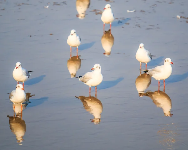 Burung camar adalah migrasi burung — Stok Foto