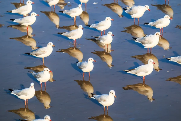 La gaviota es una migración de aves — Foto de Stock