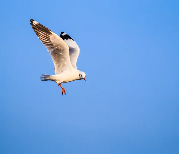 カモメは鳥の移行 — ストック写真