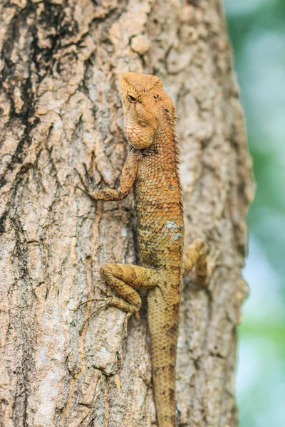 Lizard on tree — Stock Photo, Image