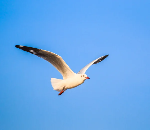 Möwe ist ein Vogelzug — Stockfoto