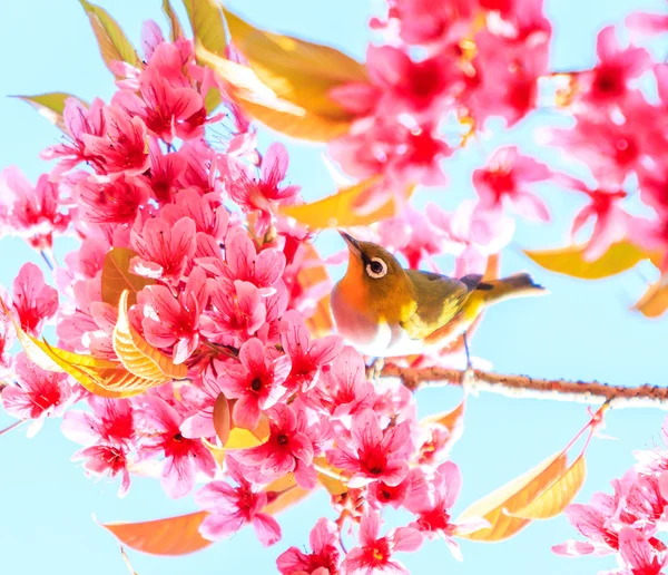 Pássaro em flor de cereja — Fotografia de Stock