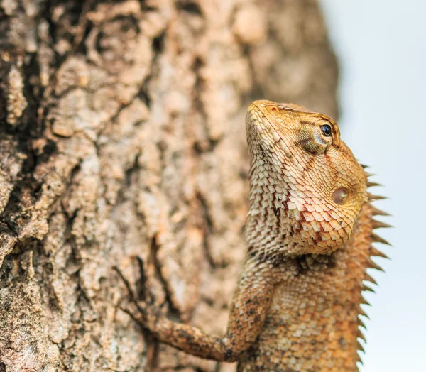 Hagedis op boom — Stockfoto