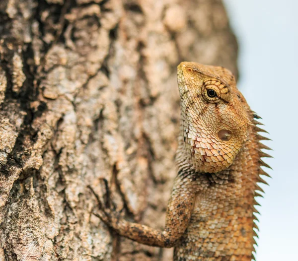 Lizard on tree — Stock Photo, Image