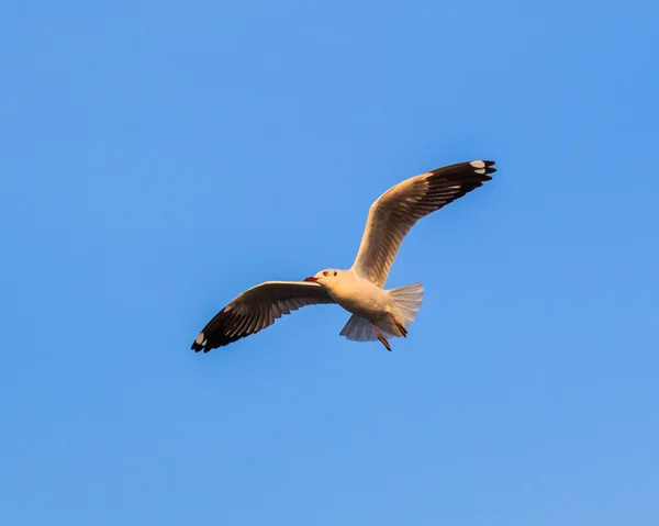 Möwe ist ein Vogelzug — Stockfoto