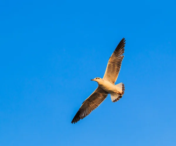 La gaviota es una migración de aves —  Fotos de Stock