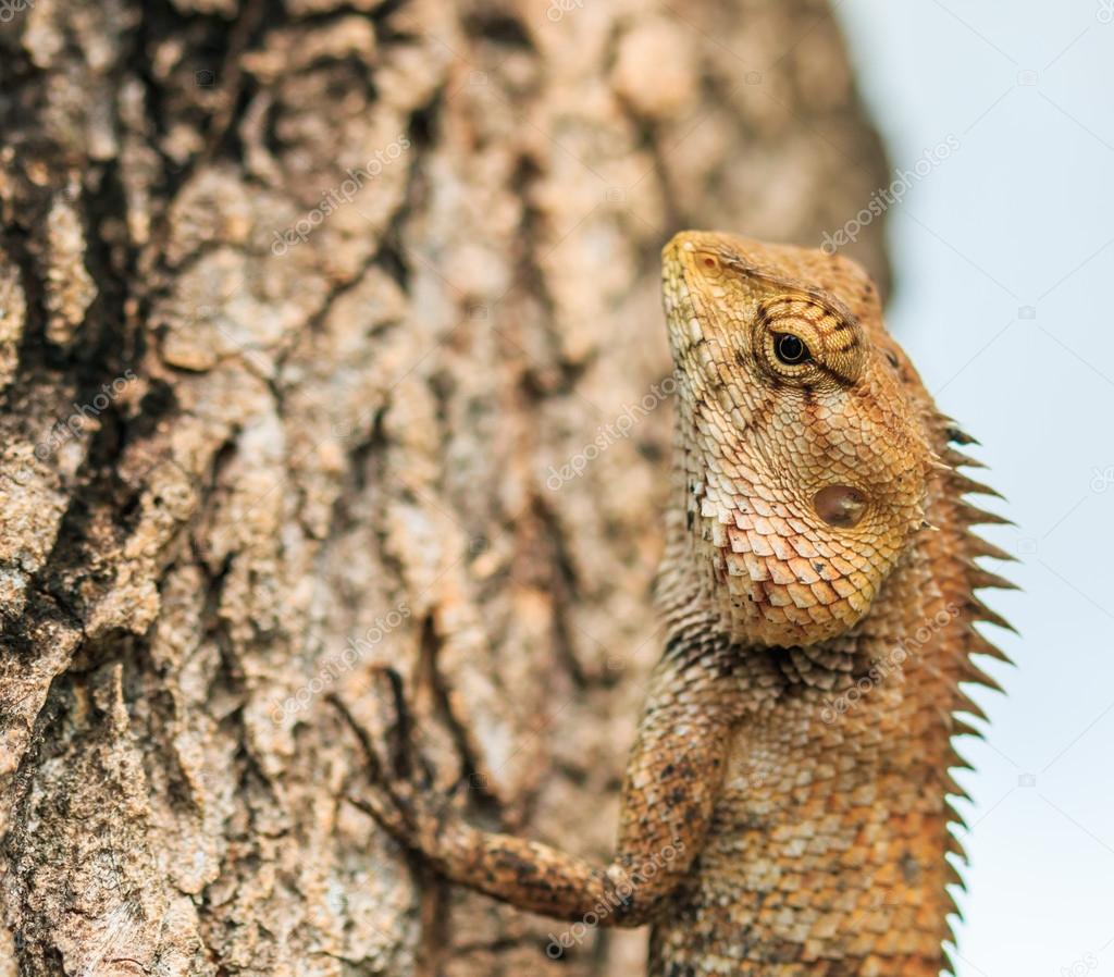 Lizard on tree