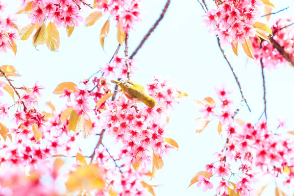 Vogel auf Kirschblüte — Stockfoto